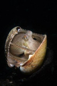 Indonesia World Underwater Photo Contest 27