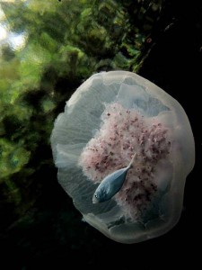 Indonesia World Underwater Photo Contest 4