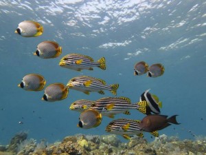 Indonesia World Underwater Photo Contest 6