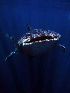 Indonesia World Underwater Photo Contest 7