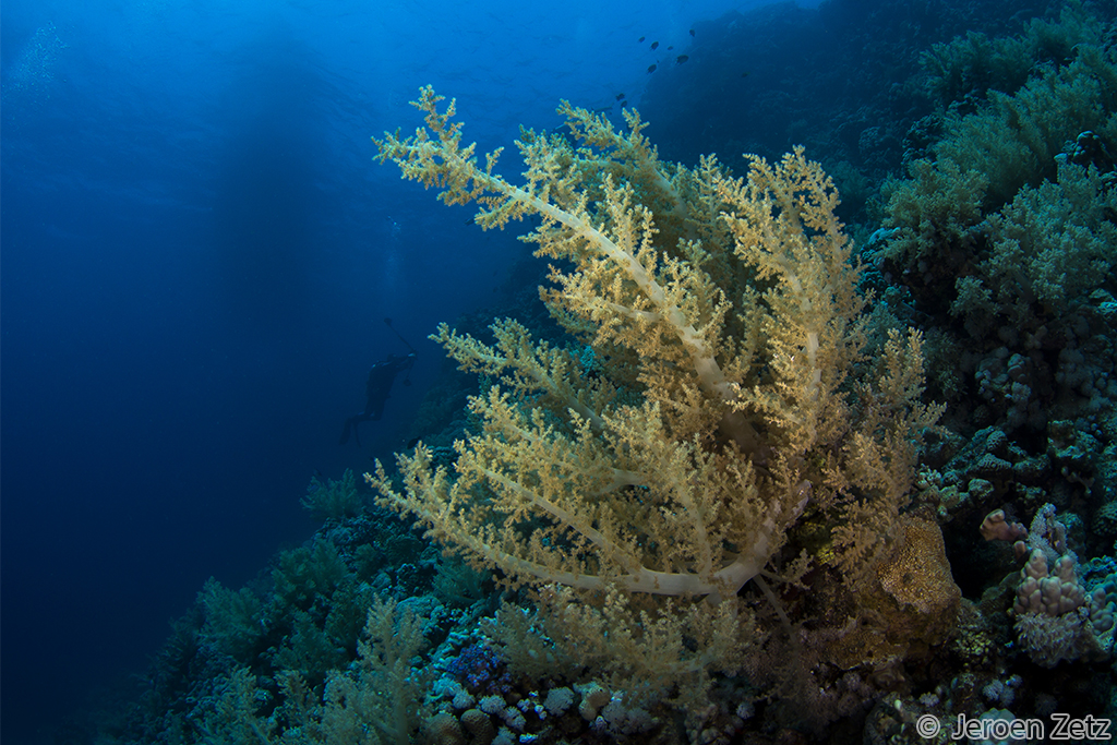 «Ik miste altijd iets in Egypte, grote zachte koralen! Tijdens mijn trip naar Safaga dit jaar waren er prachtige riffen met grote zachte koralen te vinden waar ik me prima op kon uitleven! (Rode Zee, Egypte).»