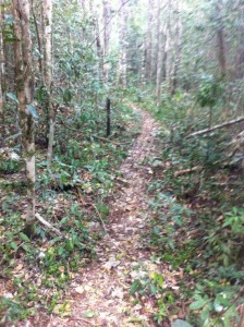 Jungle_trail