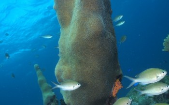 Frank de Bruin - Mangel Halto Reef