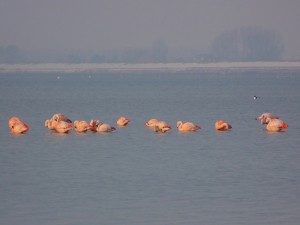 Flamingo's in het Grevelingenmeer - 25 januari 2013