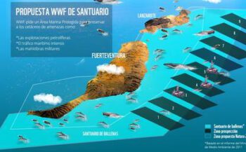 WNF wil reservaat voor walvissen en dolfijnen bij Canarische Eilanden