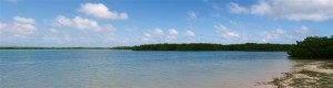 RTEmagicP_panorama_mangrove