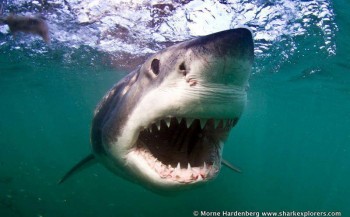 Sharkroute: Duiken met de witte haai