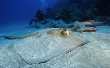 Sint Eustatius in één oogopslag