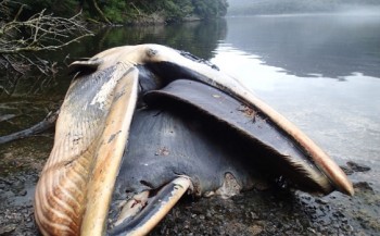 Ruim 300 dode walvissen in Patagonië