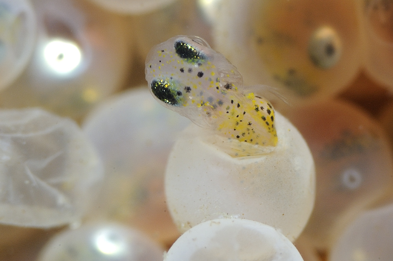 Jonge Zeedonderpadden kruipen uit hun eitjes; Juvenile short-spined sea scorpion hatching from their eggs.