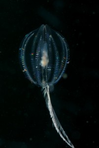 Zeedruifje drijft als onderdeel van het plankton in de Grevelingen,