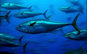 Greenpeace boekt 'tonijnsucces'