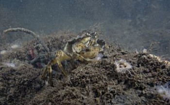 Grevelingenmeer is onder 16 meter diepte helemaal dood!