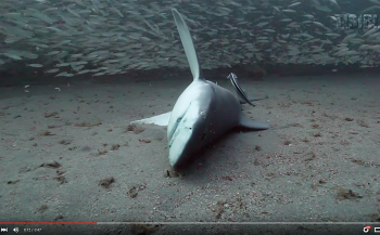 In beeld: Neergeschoten haai