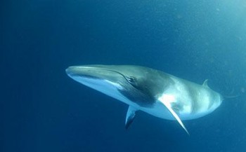 Japanse walvisjagers verliezen!
