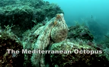 Film: De mediterrane octopus