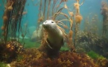Film: Scillies Seals