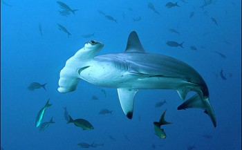 7 dingen die we in 2017 over haaien hebben geleerd