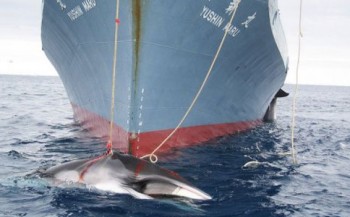 Japan gaat niet op walvisjacht