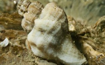 Is de Japanse stekelhoorn een bedreiging voor onze oesters?