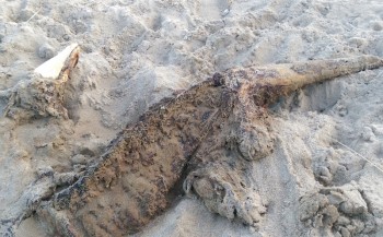 Krokodil op Zeeuws strand?