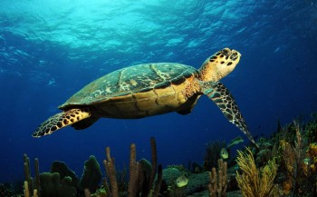 CITES - WWF vraagt extra aandacht voor karetschildpad en zeekomkommer