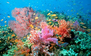Koralen zien plastic aan voor voedsel