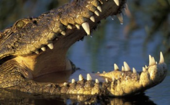 Film: Duiken met krokodillen