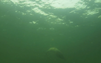Marloes Otten - Zeehond onder water
