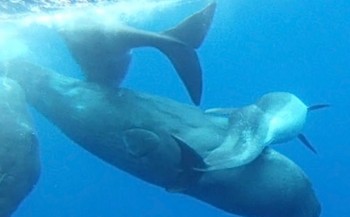 Potvissen adopteren misvormde dolfijn