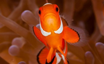 Leefgebied Nemo wordt bedreigd