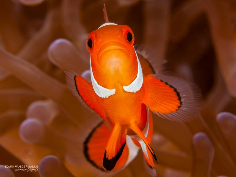 Leefgebied Nemo wordt –