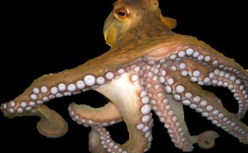 Octopus neemt licht waar met huid