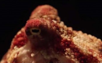 Film: True facts about the octopus