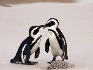 pinguin__1_