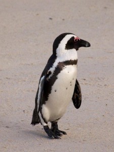 pinguin__2_