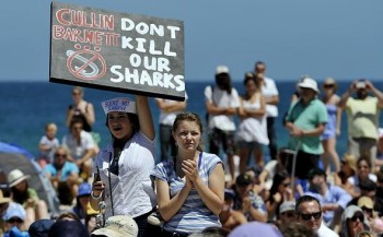 Protest tegen doden haaien