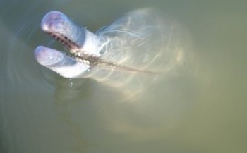 Braziliaanse rivierdolfijn heeft breed repertoire