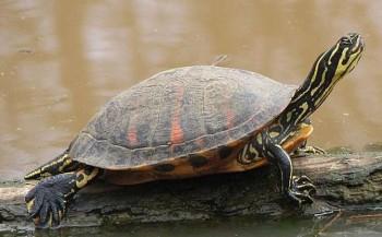Exotische zoetwaterschildpadden in Nederland herkennen