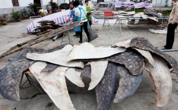 Chinees slachthuis verwerkt jaarlijks 600 walvishaaien