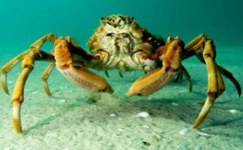 In beeld: The March of the Spider Crabs