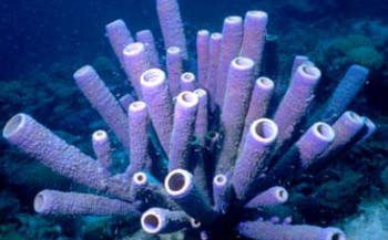 Spons poept leven in koraalrif