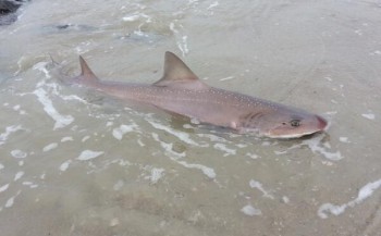 Levende haai aangespoeld op Vlieland