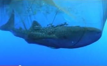 Walvishaai wordt uit visnet bevrijd