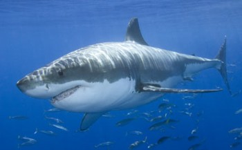 Witte haai in kooi - dit gebeurde er...