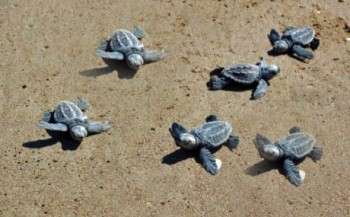Jonge zeeschildpadden voor het eerst gevolgd met GPS