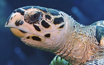 Film: Schildpad met verstopte neus
