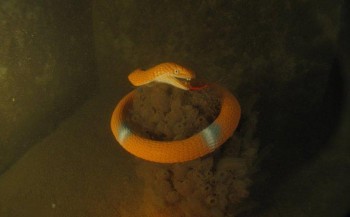 Serpent-foto's bekroond