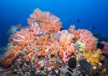 Indonesien, Indonesia, Nord Sulawesi , North Sulawesi,  Molucca Sea, Molukken See, Tauchen, Diving,