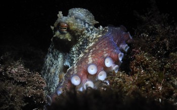 Octopussen veranderen van kleur tijdens ruzies